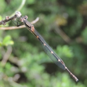 Austrolestes leda at Conder, ACT - 28 Feb 2017