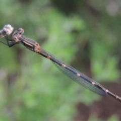 Austrolestes leda at Conder, ACT - 28 Feb 2017