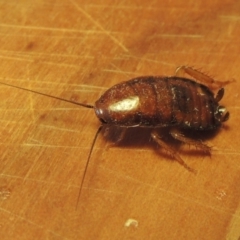 Melanozosteria sp. (genus) at Conder, ACT - 28 Feb 2017