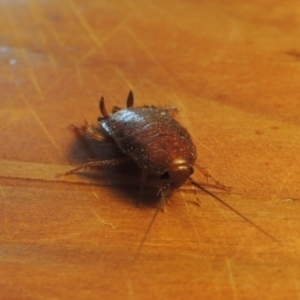 Melanozosteria sp. (genus) at Conder, ACT - 28 Feb 2017