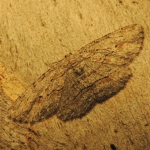 Ectropis bispinaria at Conder, ACT - 21 Mar 2017