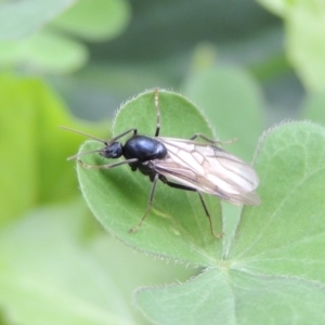 Camponotus sp. (genus) at Conder, ACT - 24 Mar 2017