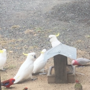 Cacatua galerita at Royalla, NSW - 15 Jul 2017 12:42 PM