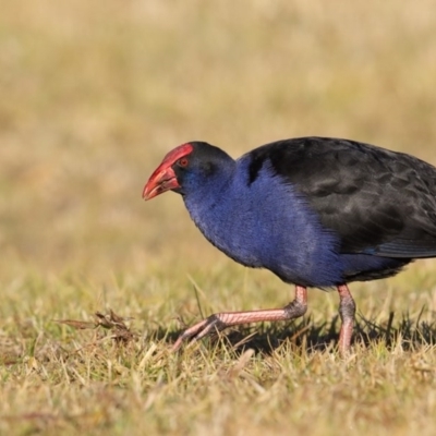 Porphyrio melanotus (Australasian Swamphen) at Pambula, NSW - 15 Jul 2017 by Leo