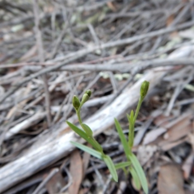 Bunochilus umbrinus (Broad-sepaled Leafy Greenhood) at Aranda, ACT - 11 Jul 2017 by CathB