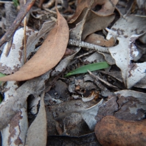 Cyanicula caerulea at Point 3852 - suppressed