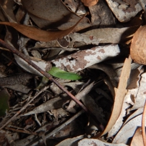 Cyanicula caerulea at Point 3852 - suppressed