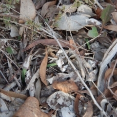 Cyanicula caerulea at Point 3852 - suppressed