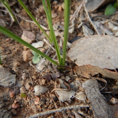 Diuris chryseopsis (Golden Moth) at Belconnen, ACT - 10 Jul 2017 by CathB