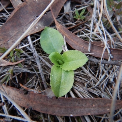 Pterostylis nutans (Nodding Greenhood) at Belconnen, ACT - 10 Jul 2017 by CathB