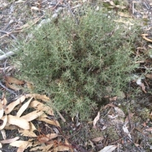 Daviesia genistifolia at Wamboin, NSW - 15 Jul 2017 05:11 PM