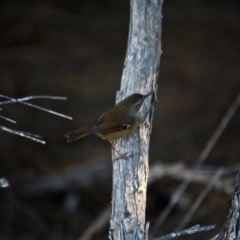 Sericornis frontalis (White-browed Scrubwren) at Tura Beach, NSW - 17 May 2017 by RossMannell