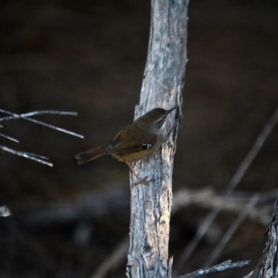 Sericornis frontalis (White-browed Scrubwren) at Tura Beach, NSW - 17 May 2017 by RossMannell