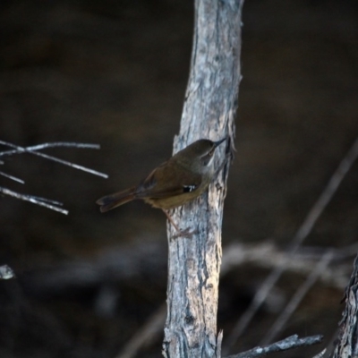 Sericornis frontalis (White-browed Scrubwren) at Tura Beach, NSW - 16 May 2017 by RossMannell