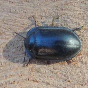 Pterohelaeus striatopunctatus at Conder, ACT - 26 Mar 2017