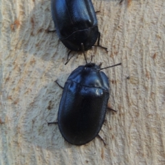 Pterohelaeus striatopunctatus at Conder, ACT - 26 Mar 2017 09:46 AM