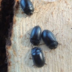 Pterohelaeus striatopunctatus at Conder, ACT - 26 Mar 2017 09:46 AM