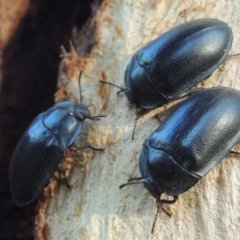 Pterohelaeus striatopunctatus at Conder, ACT - 26 Mar 2017 09:46 AM