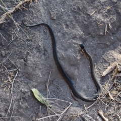 Drysdalia rhodogaster (Mustard-bellied Snake) at Tura Beach, NSW - 17 May 2017 by RossMannell