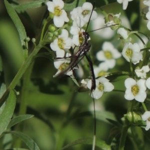 Gasteruption sp. (genus) at Conder, ACT - 5 Apr 2017