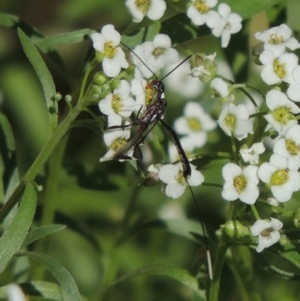 Gasteruption sp. (genus) at Conder, ACT - 5 Apr 2017