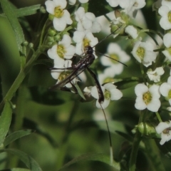 Gasteruption sp. (genus) at Conder, ACT - 5 Apr 2017 04:22 PM