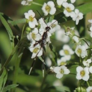 Gasteruption sp. (genus) at Conder, ACT - 5 Apr 2017