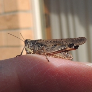 Phaulacridium vittatum at Conder, ACT - 12 Apr 2017