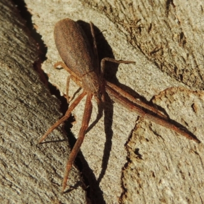 Synalus angustus (Narrow crab spider) at Conder, ACT - 14 Apr 2017 by MichaelBedingfield