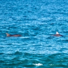 Tursiops aduncus (Indo-Pacific Bottlenose Dolphin) at Merimbula, NSW - 17 May 2017 by RossMannell