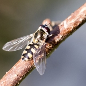 Simosyrphus grandicornis at Higgins, ACT - 13 Jul 2017 12:57 PM