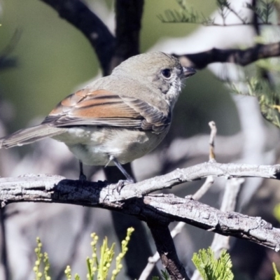 Pachycephala pectoralis (Golden Whistler) at The Pinnacle - 21 May 2017 by AlisonMilton