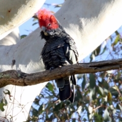 Callocephalon fimbriatum (Gang-gang Cockatoo) at Hawker, ACT - 21 May 2017 by AlisonMilton