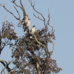 Dacelo novaeguineae (Laughing Kookaburra) at Belconnen, ACT - 21 May 2017 by AlisonMilton