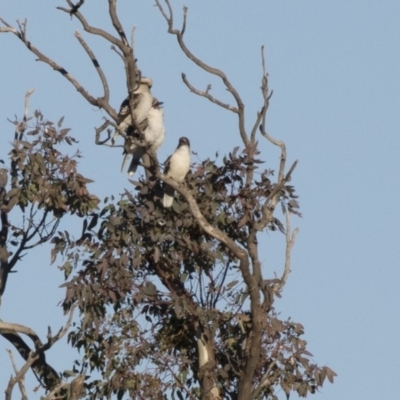 Dacelo novaeguineae (Laughing Kookaburra) at Belconnen, ACT - 21 May 2017 by AlisonMilton