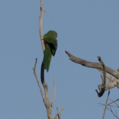 Alisterus scapularis (Australian King-Parrot) at Hawker, ACT - 21 May 2017 by AlisonMilton