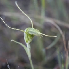 Diplodium laxum (Antelope greenhood) at Hawker, ACT - 21 May 2017 by AlisonMilton