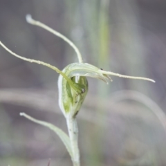 Diplodium laxum at Hawker, ACT - suppressed