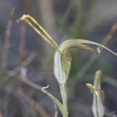 Diplodium laxum at Hawker, ACT - suppressed