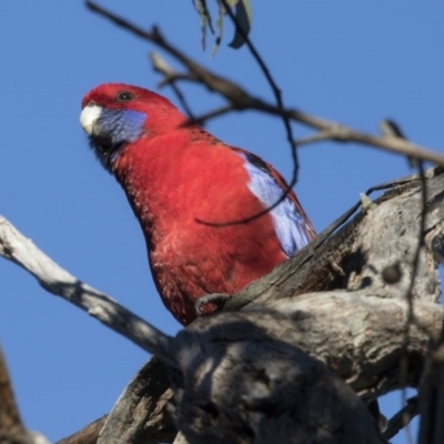 Platycercus elegans (Crimson Rosella) at Hawker, ACT - 21 May 2017 by AlisonMilton