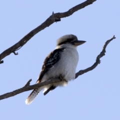 Dacelo novaeguineae (Laughing Kookaburra) at Hawker, ACT - 21 May 2017 by Alison Milton