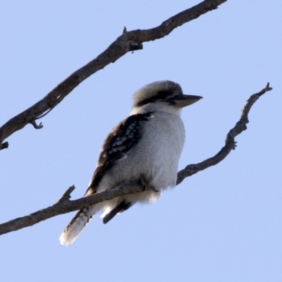 Dacelo novaeguineae (Laughing Kookaburra) at Hawker, ACT - 21 May 2017 by AlisonMilton