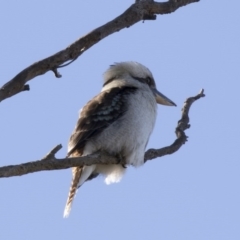 Dacelo novaeguineae at Hawker, ACT - 21 May 2017