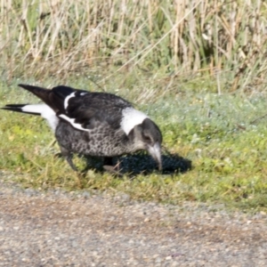 Gymnorhina tibicen at Hawker, ACT - 21 May 2017