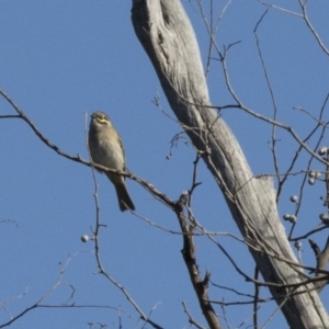 Caligavis chrysops at Hawker, ACT - 21 May 2017 09:55 AM