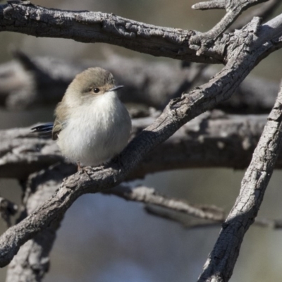 Malurus cyaneus (Superb Fairywren) at Hawker, ACT - 21 May 2017 by Alison Milton