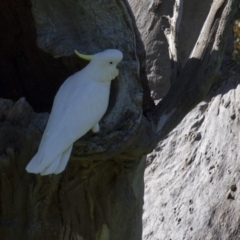 Cacatua galerita (Sulphur-crested Cockatoo) at The Pinnacle - 23 Oct 2016 by AlisonMilton