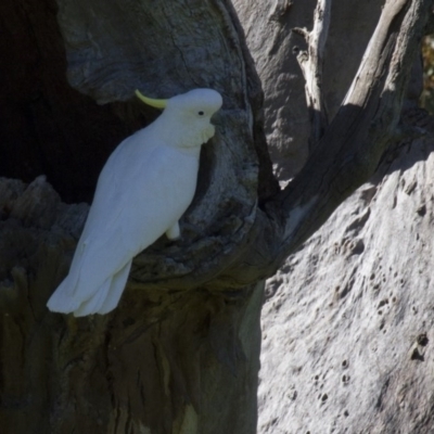 Cacatua galerita (Sulphur-crested Cockatoo) at Dunlop, ACT - 22 Oct 2016 by AlisonMilton