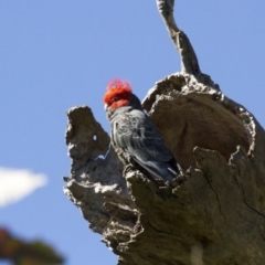 Callocephalon fimbriatum (Gang-gang Cockatoo) at Dunlop, ACT - 22 Oct 2016 by Alison Milton