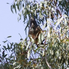 Callocephalon fimbriatum at Dunlop, ACT - 23 Oct 2016